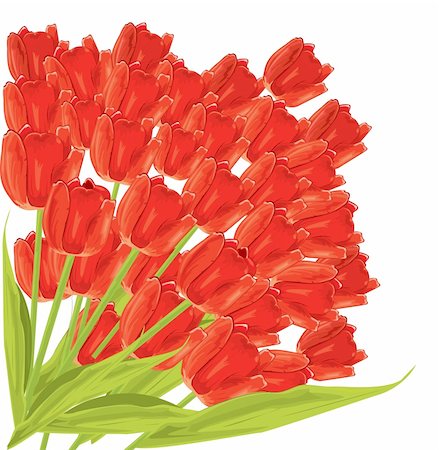 single red rose bud - Bunch of red tulips. vector illustration Stock Photo - Budget Royalty-Free & Subscription, Code: 400-04333522