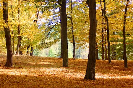 simsearch:400-07255480,k - autumn in the forest with golden leaves on trees Stock Photo - Budget Royalty-Free & Subscription, Code: 400-04333805