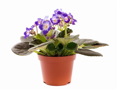 simsearch:859-03041558,k - blue violet houseplant isolated on white background Stock Photo - Budget Royalty-Free & Subscription, Code: 400-04333935