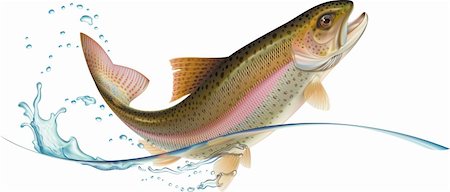 Jumping trout with water splash.  Vector illustration. Stock Photo - Budget Royalty-Free & Subscription, Code: 400-04344174