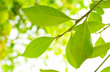 simsearch:400-04344268,k - close up picture of rich tree foliage Stock Photo - Budget Royalty-Free & Subscription, Code: 400-04344268