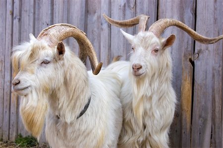 simsearch:400-05349309,k - Two white goats against a fence from laths Foto de stock - Royalty-Free Super Valor e Assinatura, Número: 400-04344305