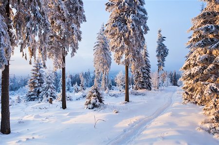 simsearch:400-04752637,k - winter forest in Harz mountains, Germany at sunset Stock Photo - Budget Royalty-Free & Subscription, Code: 400-04345232