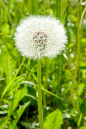 simsearch:700-00066683,k - white dandelion Photographie de stock - Aubaine LD & Abonnement, Code: 400-04345588