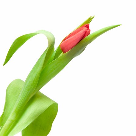 simsearch:400-04340566,k - one red tulip isolated on white Stockbilder - Microstock & Abonnement, Bildnummer: 400-04345595