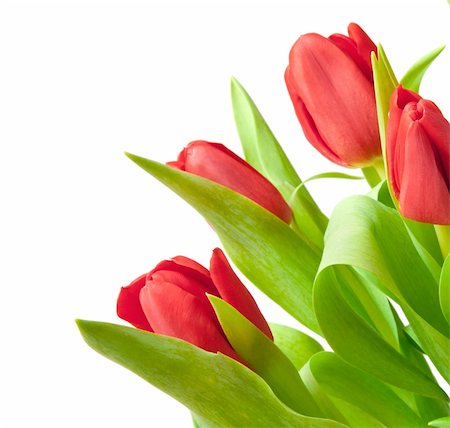 simsearch:400-04340566,k - red tulips isolated on white Stockbilder - Microstock & Abonnement, Bildnummer: 400-04345597