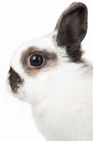 simsearch:400-06797181,k - white rabbit with blask spots Stock Photo - Budget Royalty-Free & Subscription, Code: 400-04345590