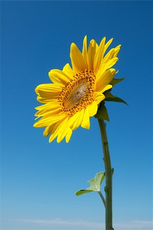 pic of one sunflower and stem - sunflower on blue sky Stock Photo - Budget Royalty-Free & Subscription, Code: 400-04345608