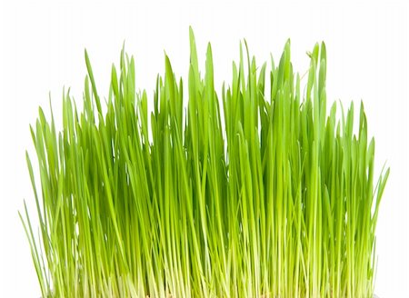 green grass isolated on white Foto de stock - Super Valor sin royalties y Suscripción, Código: 400-04345600