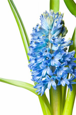 one beautiful  hyacinth on white Stock Photo - Budget Royalty-Free & Subscription, Code: 400-04345610