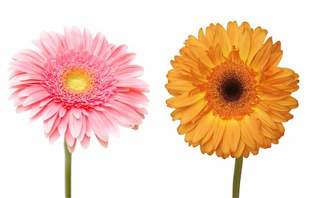 simsearch:400-05369226,k - two gebera (african daisy) isolated on white Stock Photo - Budget Royalty-Free & Subscription, Code: 400-04345627