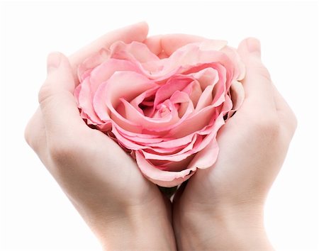 person holding flower palm - Rose in palms isolated on white background Stock Photo - Budget Royalty-Free & Subscription, Code: 400-04346273