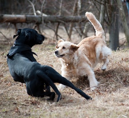 simsearch:400-05101651,k - Female labrador and a black male cross-breed playing in the woods Photographie de stock - Aubaine LD & Abonnement, Code: 400-04346362