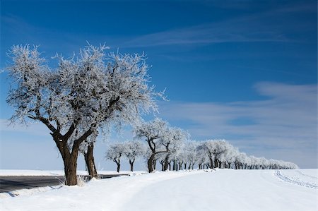 snowy road tree line - Empty road in winter Stock Photo - Budget Royalty-Free & Subscription, Code: 400-04346539