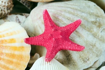 Composition of exotic shells close-up Stock Photo - Budget Royalty-Free & Subscription, Code: 400-04346598