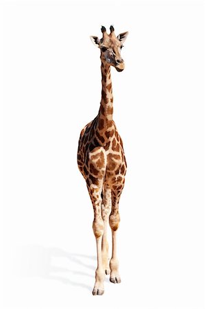 simsearch:400-08628372,k - A picture of a cute baby giraffe standing against white background Foto de stock - Super Valor sin royalties y Suscripción, Código: 400-04346805