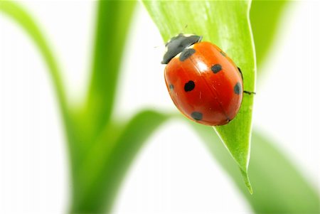 simsearch:400-05883361,k - red ladybug on green grass isolated on white Photographie de stock - Aubaine LD & Abonnement, Code: 400-04347318