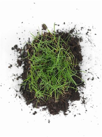 simsearch:400-05374114,k - Green grass isolated against a white background Foto de stock - Super Valor sin royalties y Suscripción, Código: 400-04347374