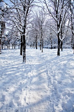 snowy road tree line - Winter park Stock Photo - Budget Royalty-Free & Subscription, Code: 400-04347455