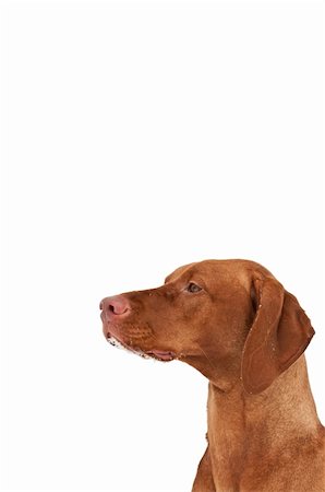 simsearch:400-04755024,k - A close-up shot of a Hungarian Vizsla dog with snow on its chin and a grey sky in the background. Selective focus. Foto de stock - Royalty-Free Super Valor e Assinatura, Número: 400-04347629