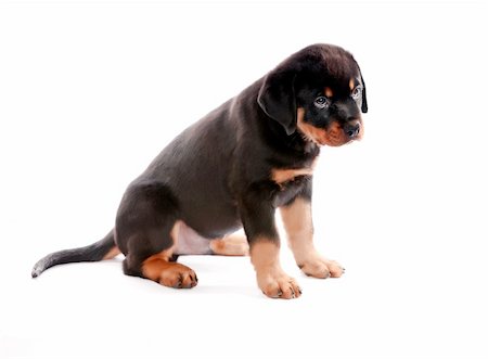 rottweiler - Rottweiler puppy on a white background. Foto de stock - Super Valor sin royalties y Suscripción, Código: 400-04347814