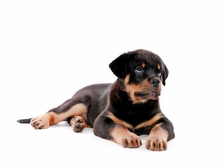 rottweiler - Rottweiler puppy on a white background. Foto de stock - Super Valor sin royalties y Suscripción, Código: 400-04347815