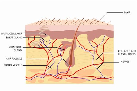 porão - illustration of anatomy of skin with label on white background Foto de stock - Super Valor sin royalties y Suscripción, Código: 400-04347901