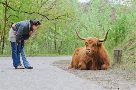 simsearch:400-05349309,k - Mom and daughter for a walk in a national park in Holland watching Highland Bull Foto de stock - Royalty-Free Super Valor e Assinatura, Número: 400-04348119