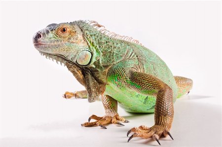 simsearch:400-05260189,k - Green iguana on white background Stockbilder - Microstock & Abonnement, Bildnummer: 400-04348172
