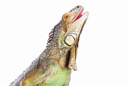 Smiling iguana on isolated white background Stockbilder - Microstock & Abonnement, Bildnummer: 400-04348173