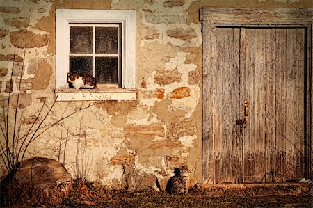 simsearch:841-03867896,k - Rural barn with cats laying in the sun Foto de stock - Super Valor sin royalties y Suscripción, Código: 400-04348251