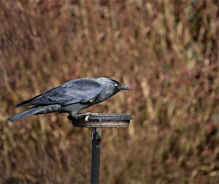 Jackdaw in breeding plumage with iridescence on feathers visible in sunlight Photographie de stock - Aubaine LD & Abonnement, Code: 400-04348276