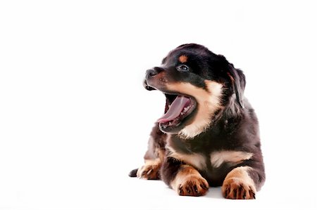 rottweiler - Rottweiler puppy on a white background. Photographie de stock - Aubaine LD & Abonnement, Code: 400-04348304