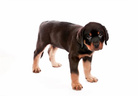 rottweiler - Rottweiler puppy on a white background. Foto de stock - Super Valor sin royalties y Suscripción, Código: 400-04348302