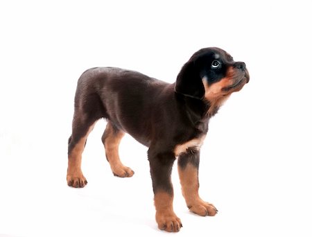 rottweiler - Rottweiler puppy on a white background. Photographie de stock - Aubaine LD & Abonnement, Code: 400-04348303