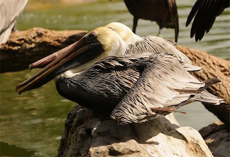 pélican brun - Brown pelicans resting in the Florida Everglades Photographie de stock - Aubaine LD & Abonnement, Code: 400-04348319