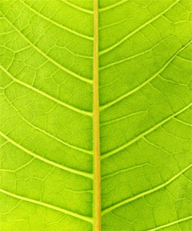 fotosintesi - Green leaf close up Fotografie stock - Microstock e Abbonamento, Codice: 400-04348366