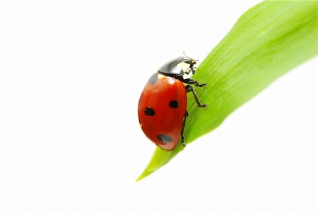 simsearch:400-05883361,k - red ladybug on green grass isolated on white Photographie de stock - Aubaine LD & Abonnement, Code: 400-04348545