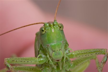 Grasshopper portrait on pink background Stock Photo - Budget Royalty-Free & Subscription, Code: 400-04348639