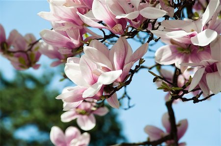 Close up of magnolia blossom in full bloom Stock Photo - Budget Royalty-Free & Subscription, Code: 400-04348730