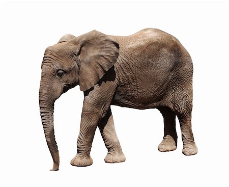 elephant standing on person - A picture of a big african elephnt walking over white background Stock Photo - Budget Royalty-Free & Subscription, Code: 400-04348796