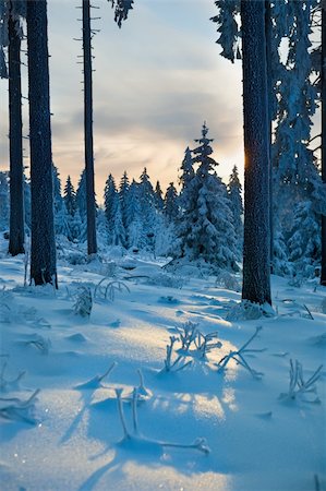 simsearch:400-05205836,k - winter forest in Harz mountains at dawn Stock Photo - Budget Royalty-Free & Subscription, Code: 400-04348821