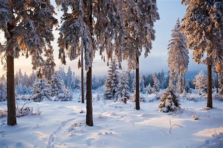 simsearch:400-06852329,k - winter forest in Harz mountains at dawn Photographie de stock - Aubaine LD & Abonnement, Code: 400-04348846