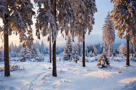 simsearch:400-05306863,k - winter forest in Harz mountains at dawn Fotografie stock - Microstock e Abbonamento, Codice: 400-04348846