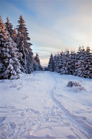 simsearch:400-06852329,k - winter forest in Harz mountains at dawn Photographie de stock - Aubaine LD & Abonnement, Code: 400-04348848