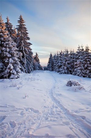 simsearch:832-03640127,k - winter forest in Harz mountains at dawn Photographie de stock - Aubaine LD & Abonnement, Code: 400-04348848