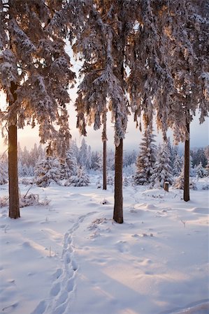 simsearch:400-06852329,k - winter forest in Harz mountains at dawn Photographie de stock - Aubaine LD & Abonnement, Code: 400-04348879