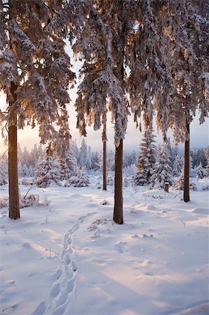 winter forest in Harz mountains at dawn Stockbilder - Microstock & Abonnement, Bildnummer: 400-04348879