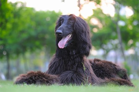 Afghan hound dog lying on the lawn Stock Photo - Budget Royalty-Free & Subscription, Code: 400-04348917