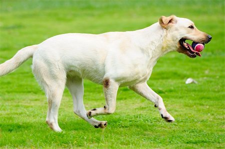 raywoo (artist) - White labrador dog holding a ball and running on the lawn Fotografie stock - Microstock e Abbonamento, Codice: 400-04348932